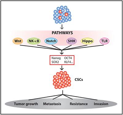 Therapeutic Targeting of Signaling Pathways Related to Cancer Stemness